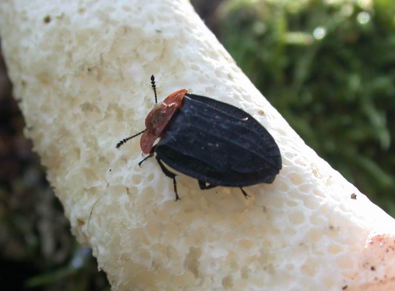 Un insetto...inglese (Oiceoptoma thoracicum)